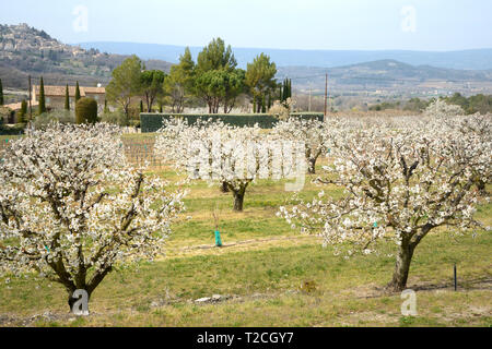 Provence, France, 1st Apr 2019. Cherry trres blossom in the Luberon hills, near Bonnieux Provence, France. An area of outstanding natural beauty, the Luberon became well-known in the UK through the books of British writer Peter Mayle. Credit: Chris Hellier/Alamy Live News Stock Photo