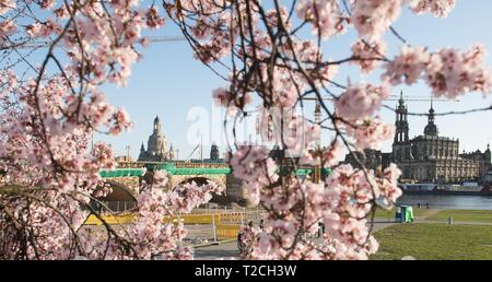 Dresden, Germany. 01st Apr, 2019. An ornamental cherry blossoms on the banks of the Elbe in front of the Frauenkirche (l-r), the town hall tower, the Catholic Court Church and the Hausmannsturm. Credit: Sebastian Kahnert/dpa-Zentralbild/ZB/dpa/Alamy Live News Stock Photo