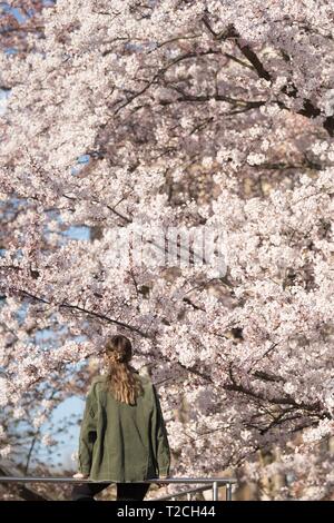 Dresden, Germany. 01st Apr, 2019. A woman is sitting in front of a flowering ornamental cherry on a railing. Credit: Sebastian Kahnert/dpa-Zentralbild/ZB/dpa/Alamy Live News Stock Photo