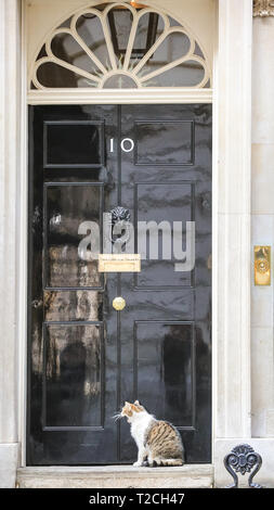Westminster, London, UK, 1st April 2019. Larry, the resident No 10 cat, does his inspection round in Downing Street before being let back inside for further work in his position as Chief Mouser. Earlier today, several April Fool's jokes had been circulated by media, including that Larry had gone on strike, and that a cat flap had been installed in the door at No 10. Credit: Imageplotter/Alamy Live News Stock Photo