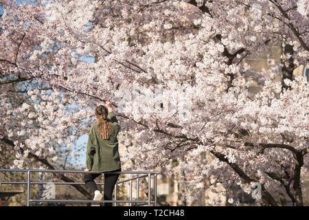 Dresden, Germany. 01st Apr, 2019. A woman is sitting in front of a flowering ornamental cherry on a railing. Credit: Sebastian Kahnert/dpa-Zentralbild/ZB/dpa/Alamy Live News Stock Photo