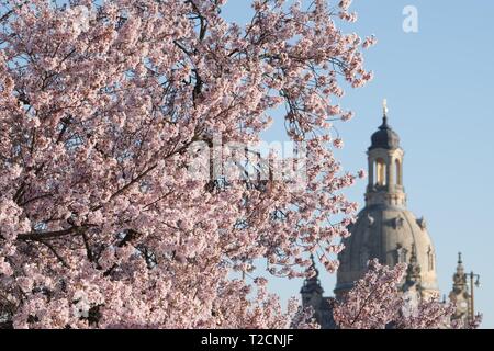 Dresden, Germany. 01st Apr, 2019. An ornamental cherry blossoms in front of Dresden's Frauenkirche on the banks of the Elbe. Credit: Sebastian Kahnert/dpa-Zentralbild/ZB/dpa/Alamy Live News Stock Photo