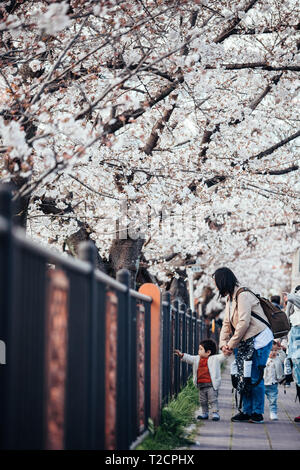 A parent and child seen enjoying cherry blossom views at yamazaki