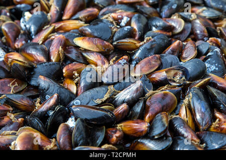 Open Mussels