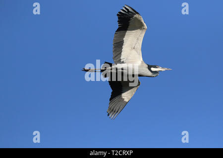 Black Headed Heron in flight, Ardea melanocephala, flying, Africa Stock Photo