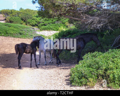 Animals in the wild in nature: a family of horses with adults and the foal shelter from the sun on the island of Menorca in Spain Stock Photo