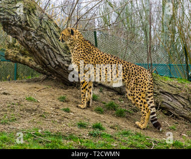 portrait of a cheetah standing on a grass hill, Vulnerable animal specie from Africa Stock Photo