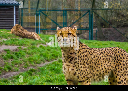 Closeup portrait of a cheetah, popular zoo animals, Vulnerable animal specie from Africa Stock Photo
