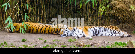 two siberian tigers sleeping together on the ground, endangered animal specie from Siberia Stock Photo