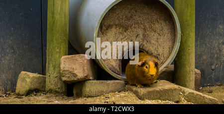 domestic brown guinea pig, popular pet, Rodent from America Stock Photo