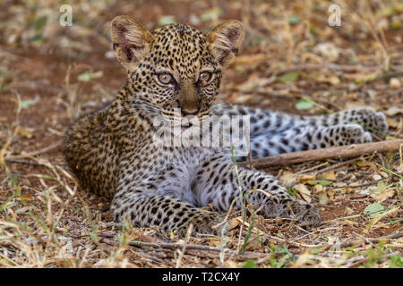 Young leopard baby cub Panthera Pardus close up close-up head face portrait forward lying down resting Samburu National Reserve Kenya East Africa Stock Photo