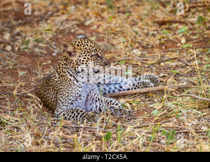 Young leopard baby cub Panthera Pardus close up close-up head face profile whiskers lying down resting Samburu National Reserve Kenya East Africa Stock Photo