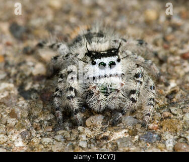 Tiny white and black jumping spider (family Salticidae) on substrate of sand. Stock Photo