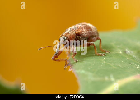 Extremely small (about 3mm) weevil beetle at 3-4X magnification on ...