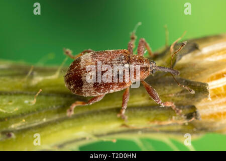 Extremely small (about 3mm) weevil beetle at 3-4X magnification on ...