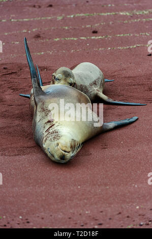 Sea lion (Zalophus wollebaeki) on the red beaches of Rabida Island, nursing her young pup. Galapagos Islands Ecuador Stock Photo