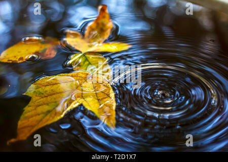 Yellow fallen maple leaves floating in the water. Autumn mood Stock Photo