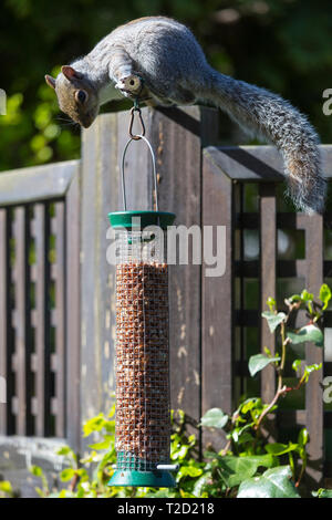 Grey Squirrel, Sciurus carolinensis, puzzling over challenge of how to feed on peanuts in a garden bird nut feeder Stock Photo