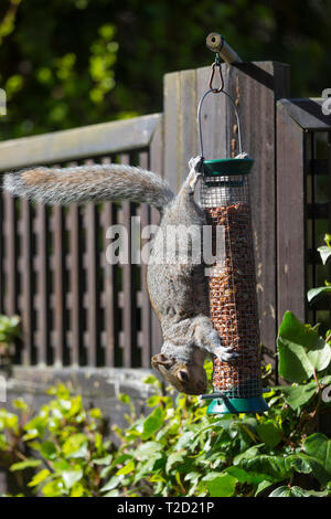 Grey squirrel, Sciurus carolinensis, solves challenge hanging upside down while feeding on peanuts in a garden bird nut feeder Stock Photo