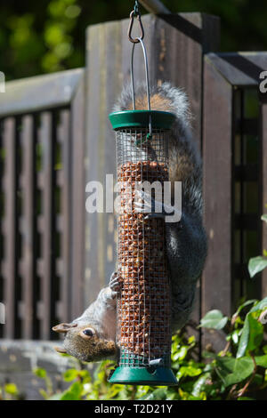 Grey Squirrel, Sciurus carolinensis, solves challenge hanging upside down while feeding on peanuts in a garden bird nut feeder Stock Photo