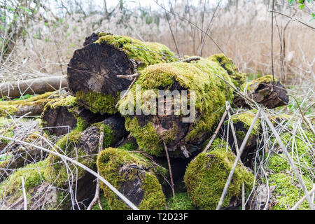 pile of logs covered in moss Stock Photo