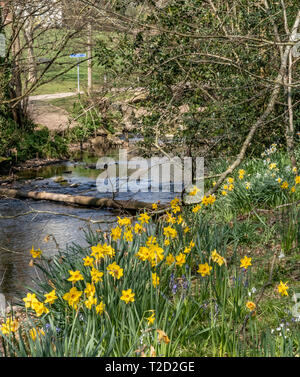 Daffodils and bluebells growing on the side of the river Sid, Sidmouth,Devon, UK Stock Photo