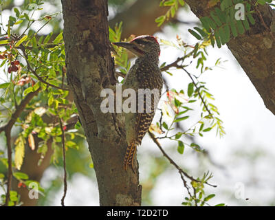 close-up of adult male Nubian Woodpecker (Campethera nubica) with red cap foraging for insects in bark of  tree at Satao Camp,Tsavo East, Kenya,Africa Stock Photo