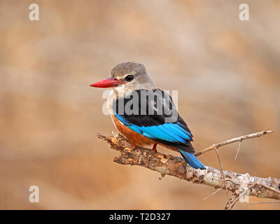 bright-eyed Grey-headed Kingfisher (Halcyon leucocephala) with red bill perched on branch with soft gold background in Galana Conservancy,Kenya,Africa