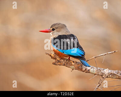 bright-eyed Grey-headed Kingfisher (Halcyon leucocephala) with red bill perched on branch with soft gold background in Galana Conservancy,Kenya,Africa