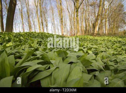 Woodland In Well, Lincolnshire, United Kingdom Stock Photo
