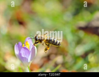 Flying honeybee pollinating a purple crocus flower in spring Stock Photo