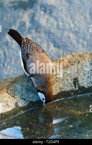 Double-barred Finch also called Owl Finch bird (Taeniopygia bichenovii) drinking water. Stock Photo