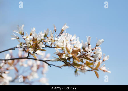 Amelanchier lamarckii blossoms in Spring. Stock Photo