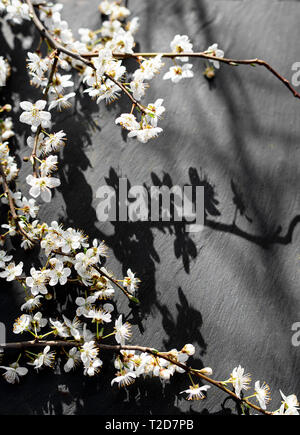 Delicate cherry blossom flowers on black stone background Stock Photo