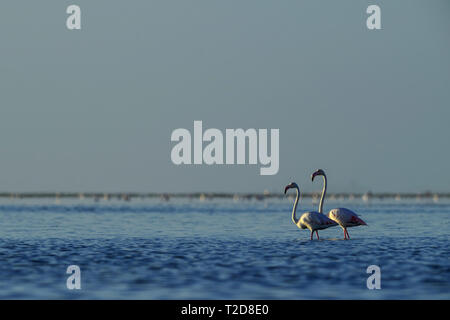 Greater Flamingo - Phoenicopterus roseus, beautiful water bird from southern Africa sea coast, Walvis Bay, Namibia. Stock Photo