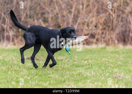 Labrador retriever with training dummy Stock Photo