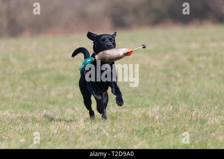 Labrador retriever with training dummy Stock Photo