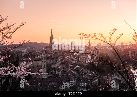 Sonnenuntergang über der Stadt Bern während Kirschblüte im Frühling mit Berner Münster und Altstadt Stock Photo