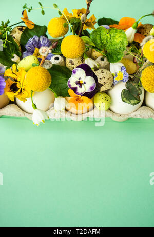 Easter holiday natural composition with first spring flowers like tricolor violas and primerose , colored eggs Stock Photo