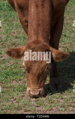 beef cow  on Catalan farm Stock Photo