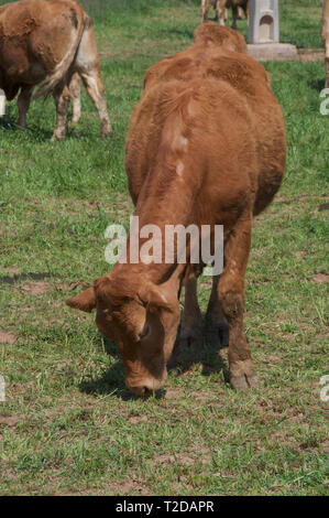 beef cow  on Catalan farm Stock Photo