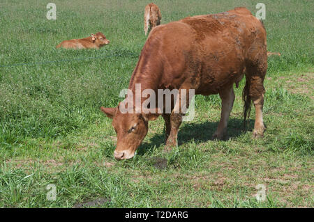 beef cow  on Catalan farm Stock Photo