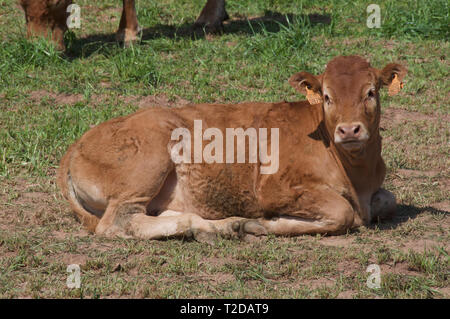 beef cow  on Catalan farm Stock Photo