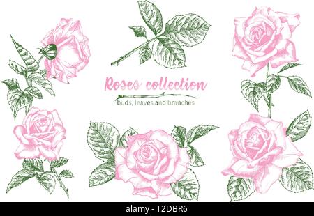 Set of Hand drawn sketch pink roses, leaves and branches Detailed vintage botanical illuatration. Floral frame. Silhouette isollated on white backgrou Stock Vector