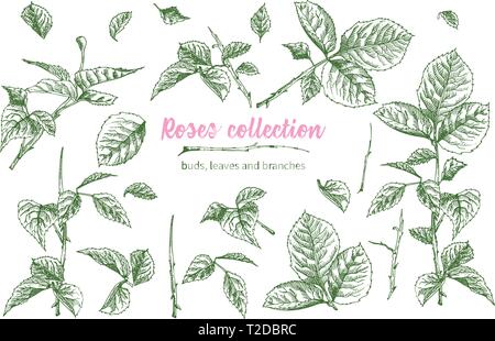 Set of Hand drawn sketch pink roses, leaves and branches Detailed vintage botanical illuatration. Floral frame. Silhouette isollated on white backgrou Stock Vector
