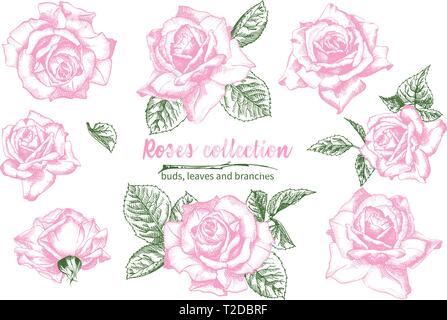 Set of Hand drawn sketch pink roses, leaves and branches Detailed vintage botanical illuatration. Floral frame. Silhouette isollated on white backgrou Stock Vector