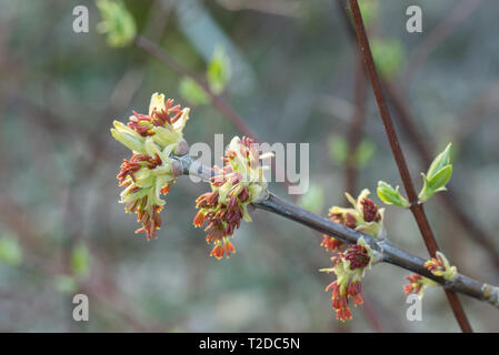 Acer negundo, box elder flowers macro selective focus Stock Photo