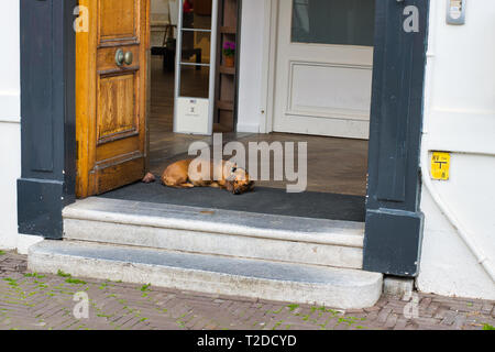 HAGUE, NETHERLANDS - APRIL 15, 2018: A dog on the threshold of the store is sleeping Stock Photo