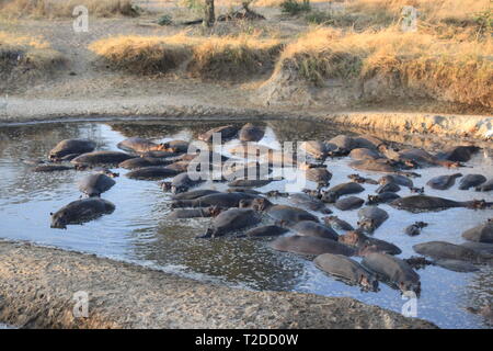 Tanzanian hippos Stock Photo