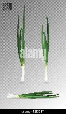 Young green onion set on transparent background. Realistc vector, 3d illustration Stock Vector